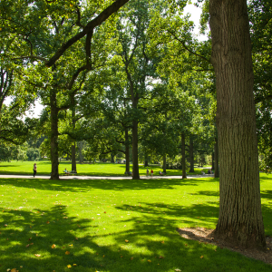 Photo of a park with grass area and trees