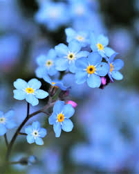 Blue Flowers Alt Text